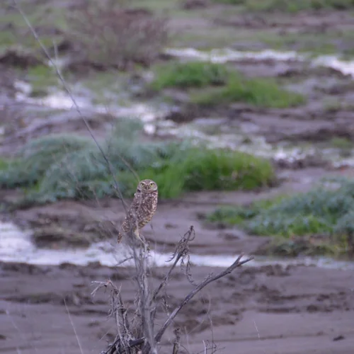 BUOW at Ferrari 2017-01-17