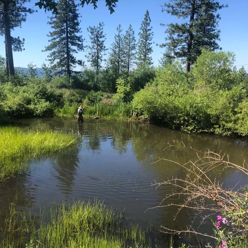 Big Gun- 6.23.20 Pond 1 Coyle_1