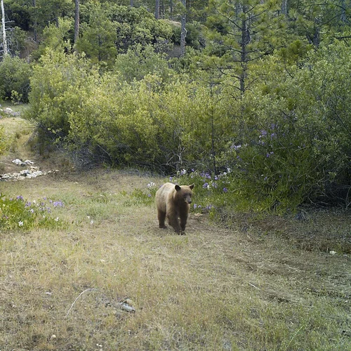 Black Bear at Big Gun