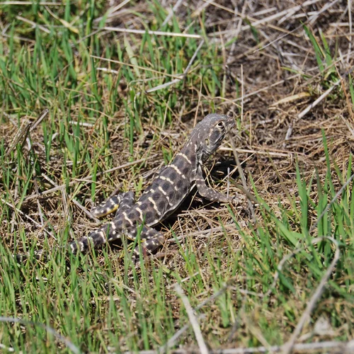 Blunt-nose leopord lizard