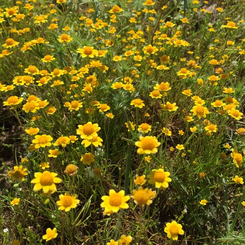 Bradley 2018-05-09 005 Lasthenia fremontii