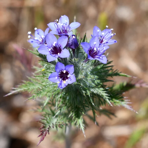 Bradley 2019-05-09 004 Navarretia pubescens