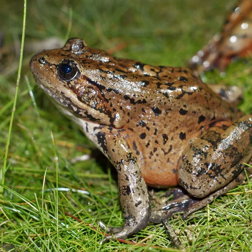 CARLF_Big_Gun_2017_Kuyper_5