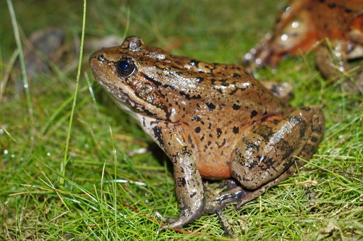 California red-legged frog from Big Gun Conservation Bank
