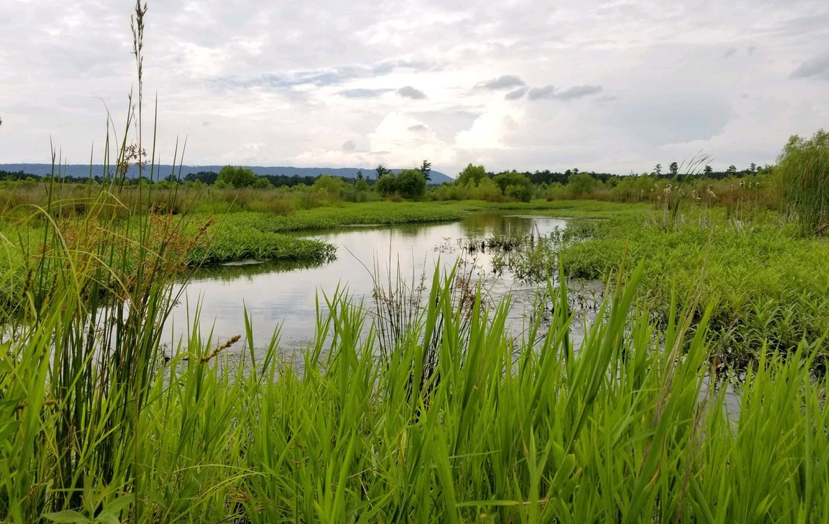 Canoe Creek Mitigation Bank project
