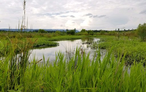 CCMB_by_Peyton_White_6-2018