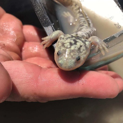 California tiger salamander at Burke Ranch Mitigation Bank
