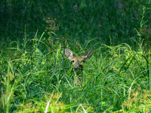 Carson Love Q3 Deer 2