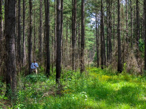 Carson Love Q3 Man in Forest