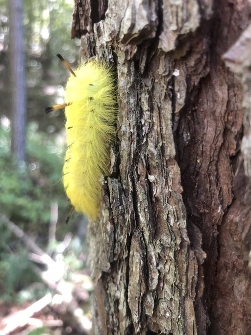 Caterpillar by Clint Mancil