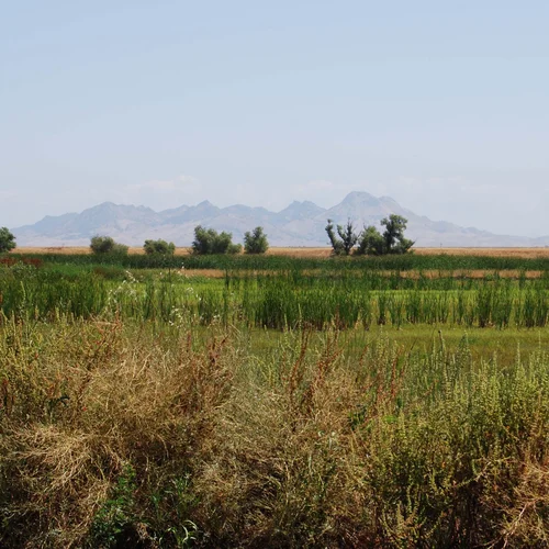 Colusa Basin_landscape
