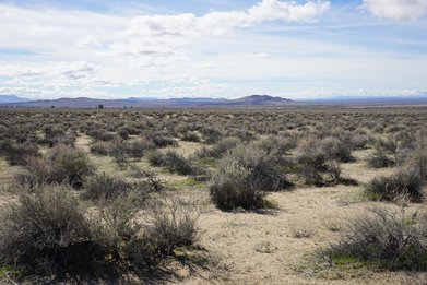 Black Mountain Mitigation Site project image