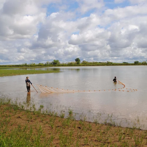 DSC_0325_Seining_04-18-17