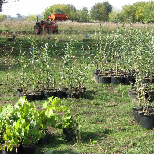 Doty Ravine_tree planting