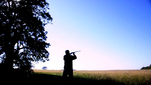 Dove shoot