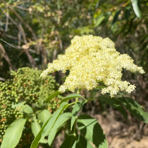 Elderberry flower