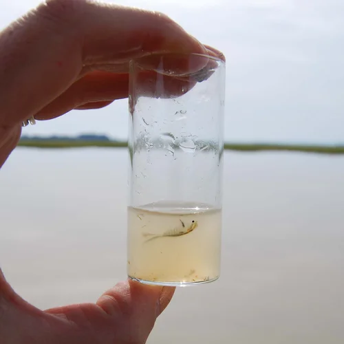 California fairy shrimp