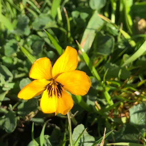 Ferrari Ranch_2018 March_0343