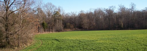 Food Plot Landscape