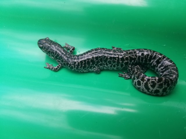 Rare Threatened Species at St. Marks Mitigation Bank