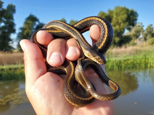 Giant garter snake