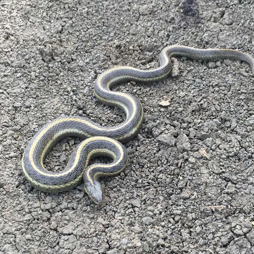 GGS @ Colusa 2017-04-24