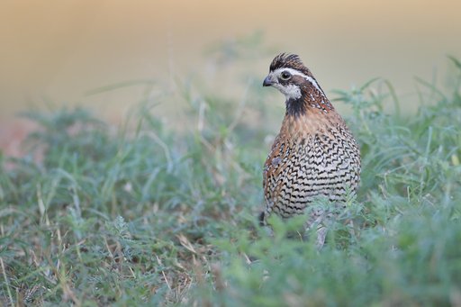 GettyImages-1206932086