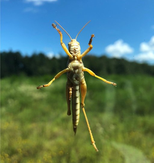 Grasshopper_by_Ryan_Basinger.width-1536