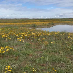 Grasslands 2020-03-18 063 SW-5