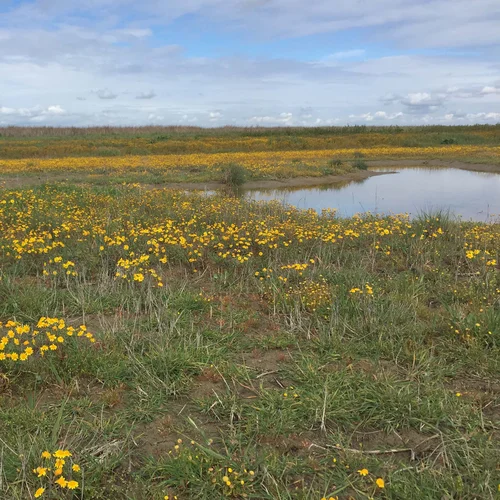 Grasslands 2020-03-18 063 SW-5
