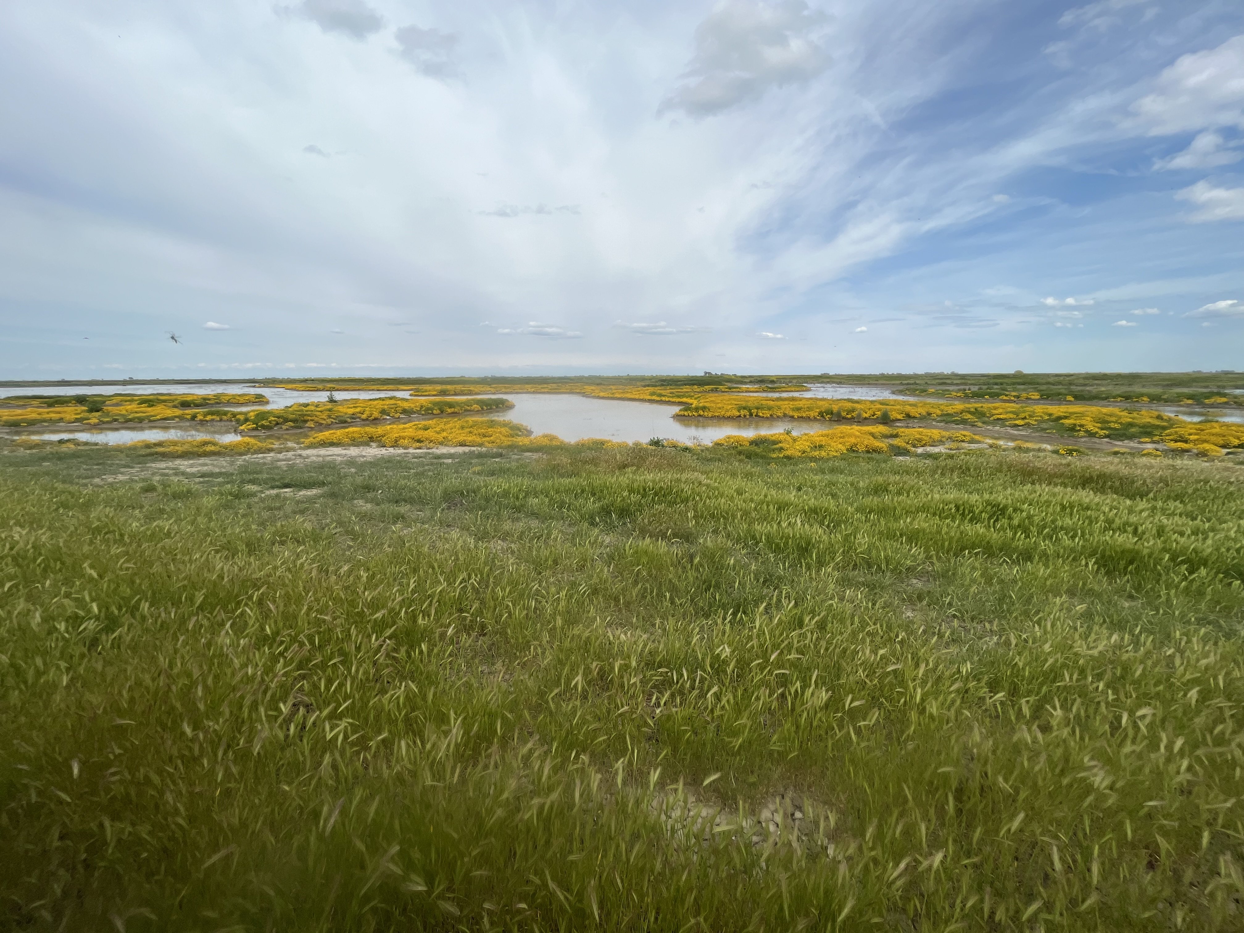 Seasonal wetlands at Grasslands Mitigation Bank with flowers blooming in the spring.