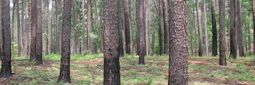 Habitat Management landscape