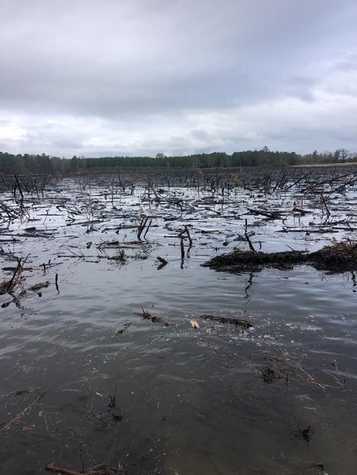 Gilmore Wetland Site - 17