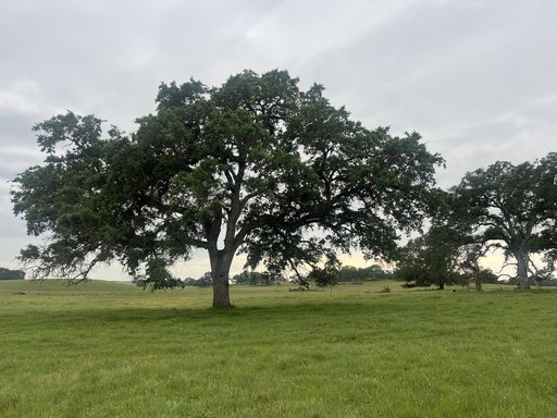 Oak woodlands and Golden Hills Preserve