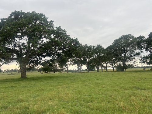Oak woodlands and Cervis Creek Oak Woodland Preserve