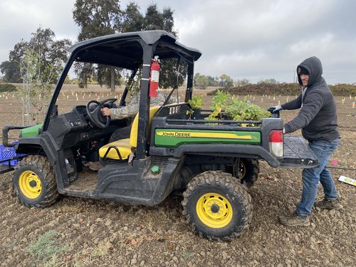 VELB planting at Sacramento River VELB Conservation Bank
