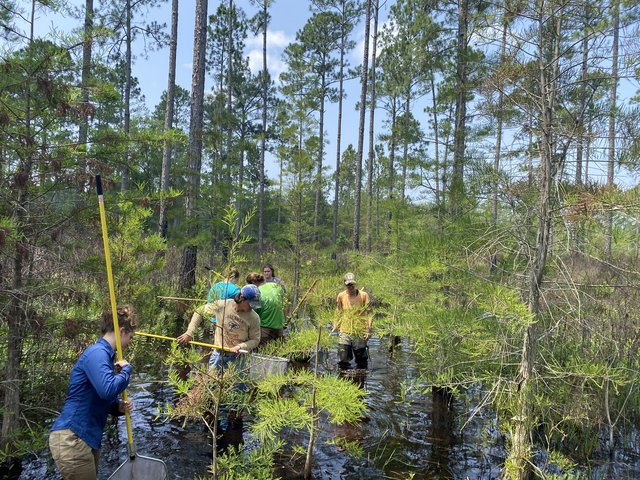 Staff and interns surveying at St Marks Mitigation Bank in Florida