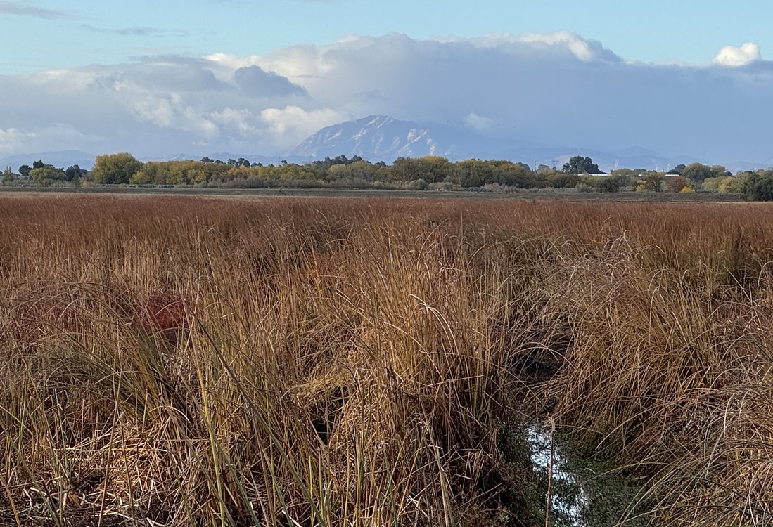 Cache Slough Mitigation Bank project