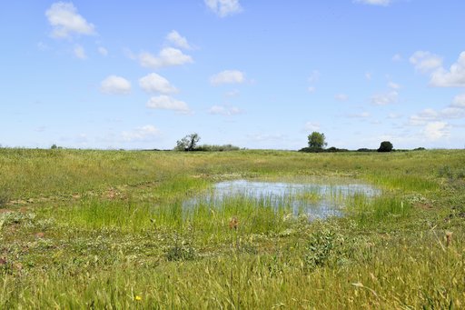 Vernal pools at Markham Ravine Mitigation Site