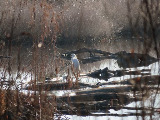 Kendra Wiard Wading Egret South Carolina
