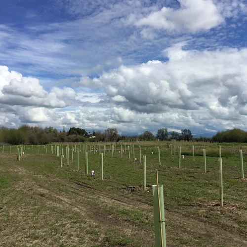 Kings River 2019-03-20 022 general site photo