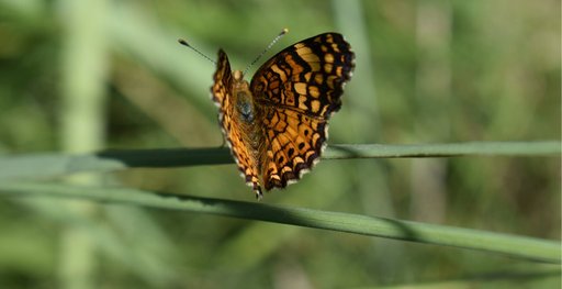 Maresa_Scofield_Kings_River_CA_butterfly_-_Co.width-1536