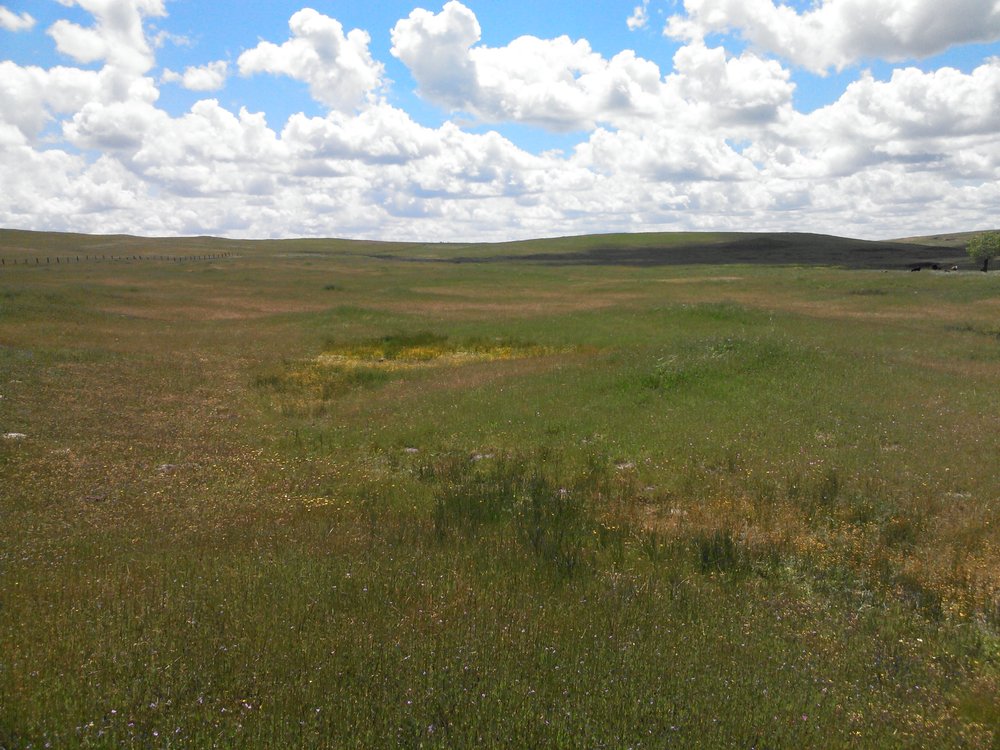 Mariner Vernal Pool Conservation Bank project