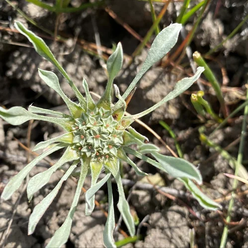 Mariner_hogwallow starfish