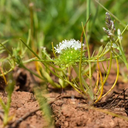 Markham vernal pool flower