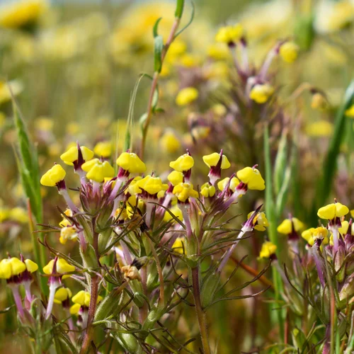 Markham_vernal pool flower_butter and eggs