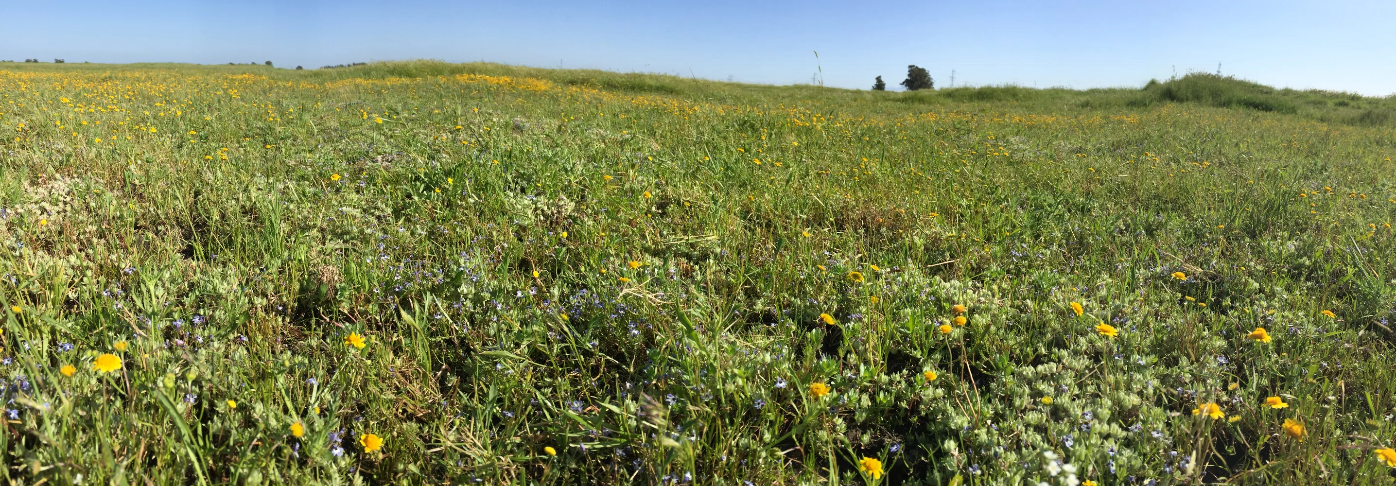 Meridian 4.26.18 image1