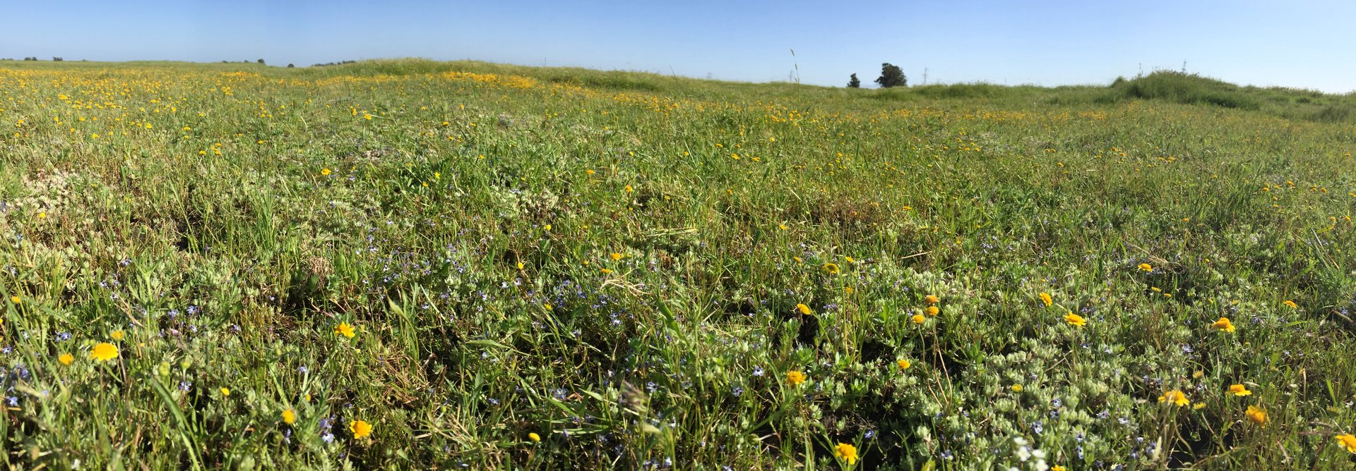 Meridian Ranch Mitigation Bank project