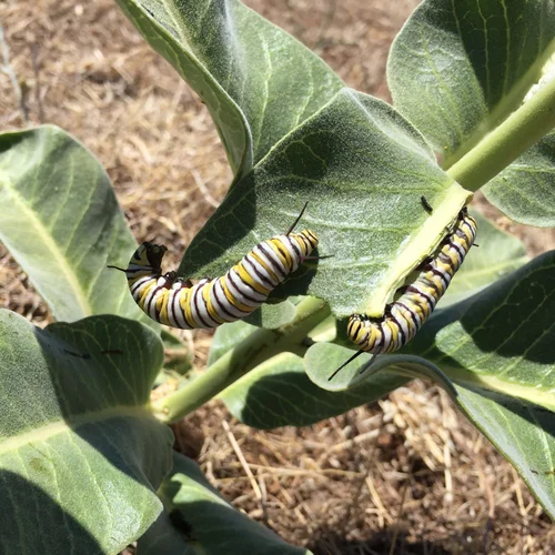 Monarchs at Meridian 2016-07