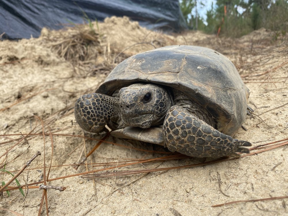 Chickasawhay Conservation Bank project
